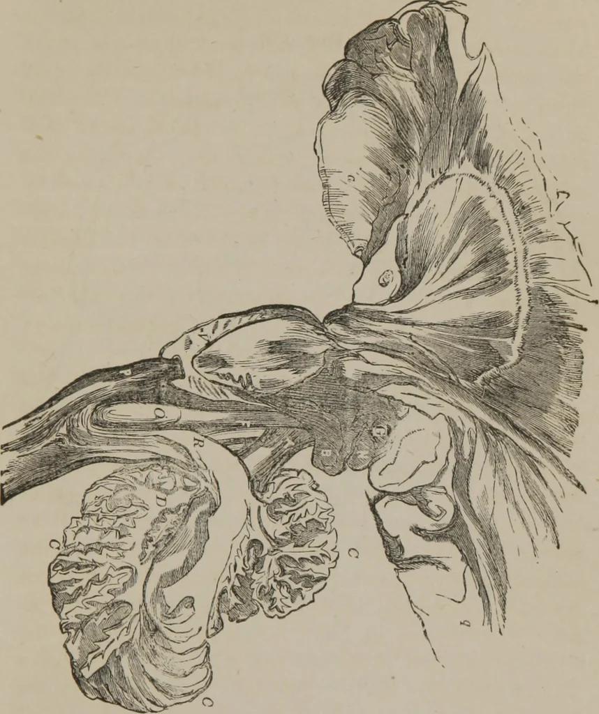 An illustration from The mysteries of human nature explained by a new system of nervous physiology : to which is added, a review of the errors of spiritualism, and instructions for developing or resisting the influence by which subjects and mediums are made, 1857, leaf 112