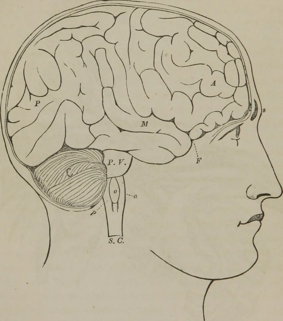 An illustration from The mysteries of human nature explained by a new system of nervous physiology : to which is added, a review of the errors of spiritualism, and instructions for developing or resisting the influence by which subjects and mediums are made, 1857, leaf 113