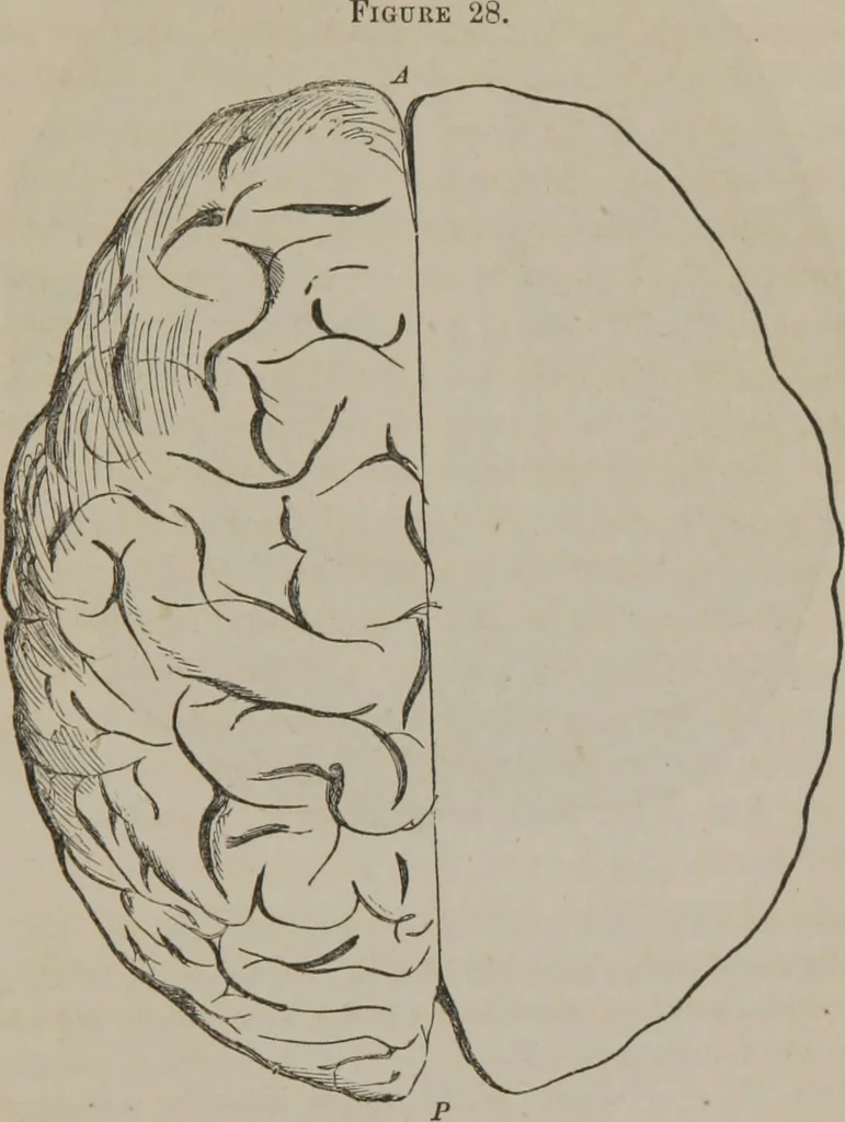 An illustration from The mysteries of human nature explained by a new system of nervous physiology : to which is added, a review of the errors of spiritualism, and instructions for developing or resisting the influence by which subjects and mediums are made, 1857, leaf 116