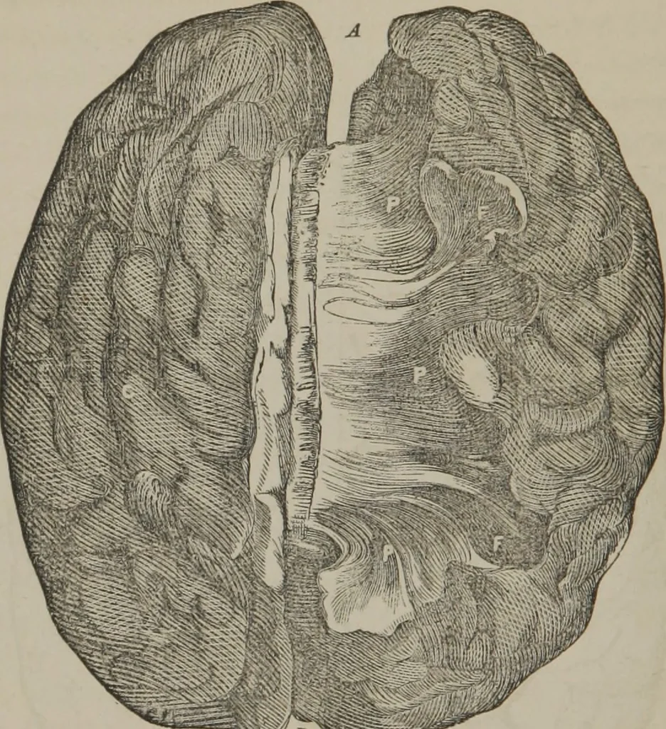 An illustration from The mysteries of human nature explained by a new system of nervous physiology : to which is added, a review of the errors of spiritualism, and instructions for developing or resisting the influence by which subjects and mediums are made, 1857, leaf 117
