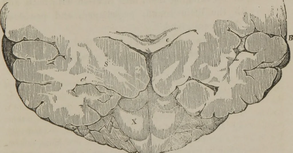 An illustration from The mysteries of human nature explained by a new system of nervous physiology : to which is added, a review of the errors of spiritualism, and instructions for developing or resisting the influence by which subjects and mediums are made, 1857, leaf 118