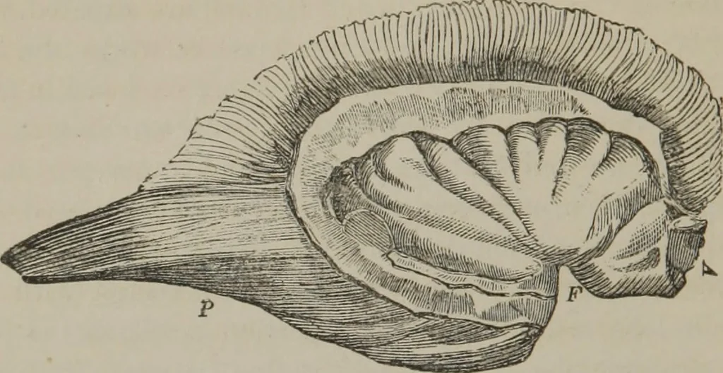 An illustration from The mysteries of human nature explained by a new system of nervous physiology : to which is added, a review of the errors of spiritualism, and instructions for developing or resisting the influence by which subjects and mediums are made, 1857, leaf 121