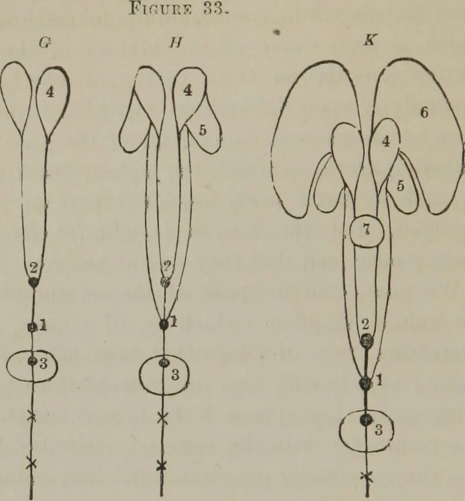 An illustration from The mysteries of human nature explained by a new system of nervous physiology : to which is added, a review of the errors of spiritualism, and instructions for developing or resisting the influence by which subjects and mediums are made, 1857, leaf 129