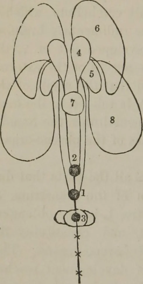 An illustration from The mysteries of human nature explained by a new system of nervous physiology : to which is added, a review of the errors of spiritualism, and instructions for developing or resisting the influence by which subjects and mediums are made, 1857, leaf 131