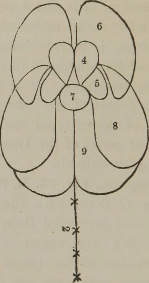 An illustration from The mysteries of human nature explained by a new system of nervous physiology : to which is added, a review of the errors of spiritualism, and instructions for developing or resisting the influence by which subjects and mediums are made, 1857, leaf 131