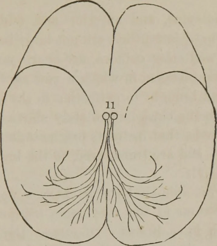 An illustration from The mysteries of human nature explained by a new system of nervous physiology : to which is added, a review of the errors of spiritualism, and instructions for developing or resisting the influence by which subjects and mediums are made, 1857, leaf 132