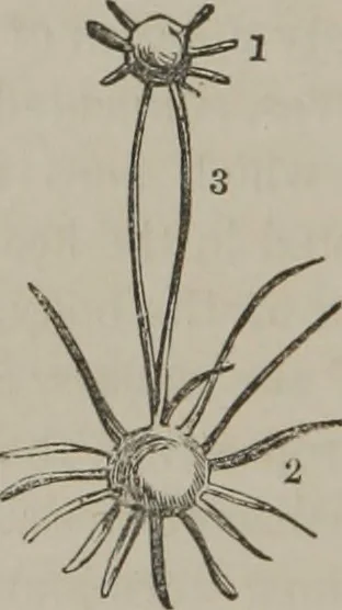 An illustration from The mysteries of human nature explained by a new system of nervous physiology : to which is added, a review of the errors of spiritualism, and instructions for developing or resisting the influence by which subjects and mediums are made, 1857, leaf 135