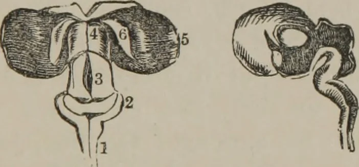 An illustration from The mysteries of human nature explained by a new system of nervous physiology : to which is added, a review of the errors of spiritualism, and instructions for developing or resisting the influence by which subjects and mediums are made, 1857, leaf 138