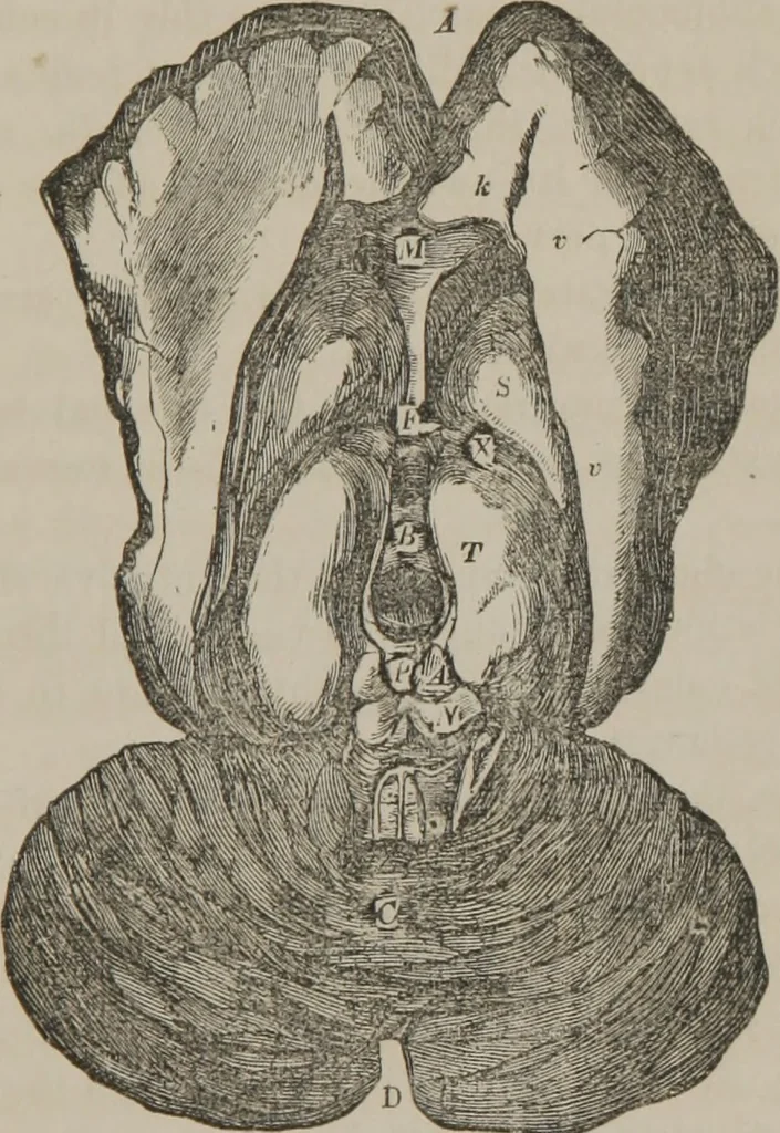 An illustration from The mysteries of human nature explained by a new system of nervous physiology : to which is added, a review of the errors of spiritualism, and instructions for developing or resisting the influence by which subjects and mediums are made, 1857, leaf 142