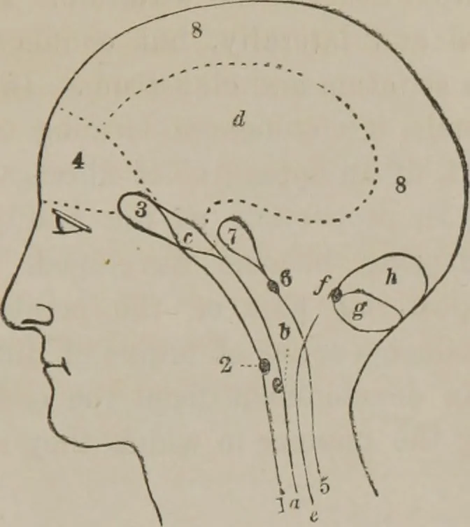 An illustration from The mysteries of human nature explained by a new system of nervous physiology : to which is added, a review of the errors of spiritualism, and instructions for developing or resisting the influence by which subjects and mediums are made, 1857, leaf 144