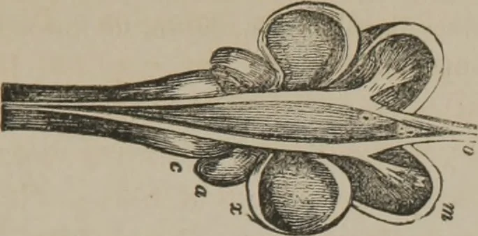An illustration from The mysteries of human nature explained by a new system of nervous physiology : to which is added, a review of the errors of spiritualism, and instructions for developing or resisting the influence by which subjects and mediums are made, 1857, leaf 146