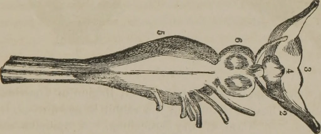 An illustration from The mysteries of human nature explained by a new system of nervous physiology : to which is added, a review of the errors of spiritualism, and instructions for developing or resisting the influence by which subjects and mediums are made, 1857, leaf 146