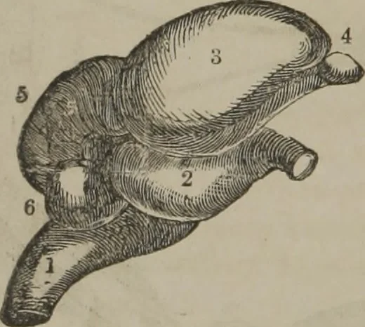 An illustration from The mysteries of human nature explained by a new system of nervous physiology : to which is added, a review of the errors of spiritualism, and instructions for developing or resisting the influence by which subjects and mediums are made, 1857, leaf 147