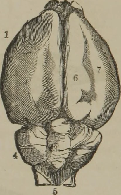 An illustration from The mysteries of human nature explained by a new system of nervous physiology : to which is added, a review of the errors of spiritualism, and instructions for developing or resisting the influence by which subjects and mediums are made, 1857, leaf 147