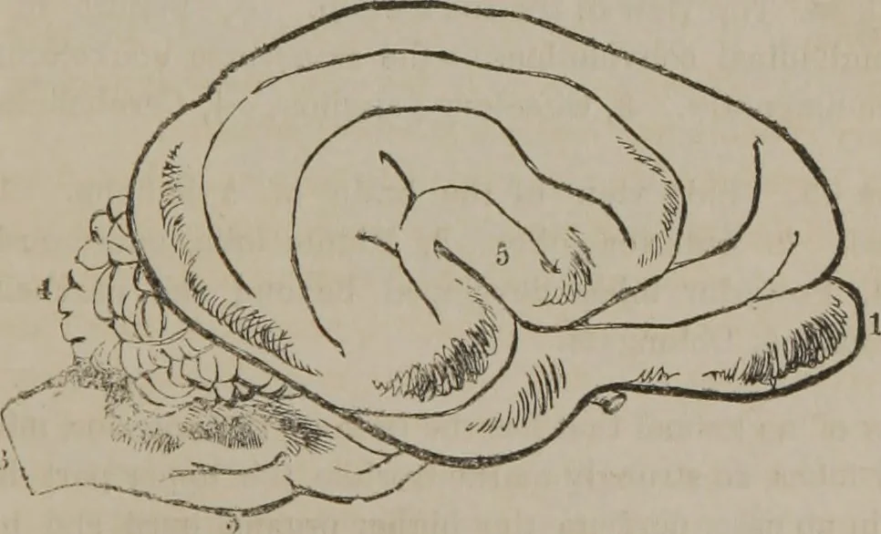 An illustration from The mysteries of human nature explained by a new system of nervous physiology : to which is added, a review of the errors of spiritualism, and instructions for developing or resisting the influence by which subjects and mediums are made, 1857, leaf 148