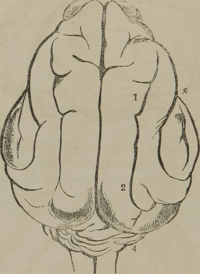 An illustration from The mysteries of human nature explained by a new system of nervous physiology : to which is added, a review of the errors of spiritualism, and instructions for developing or resisting the influence by which subjects and mediums are made, 1857, leaf 149