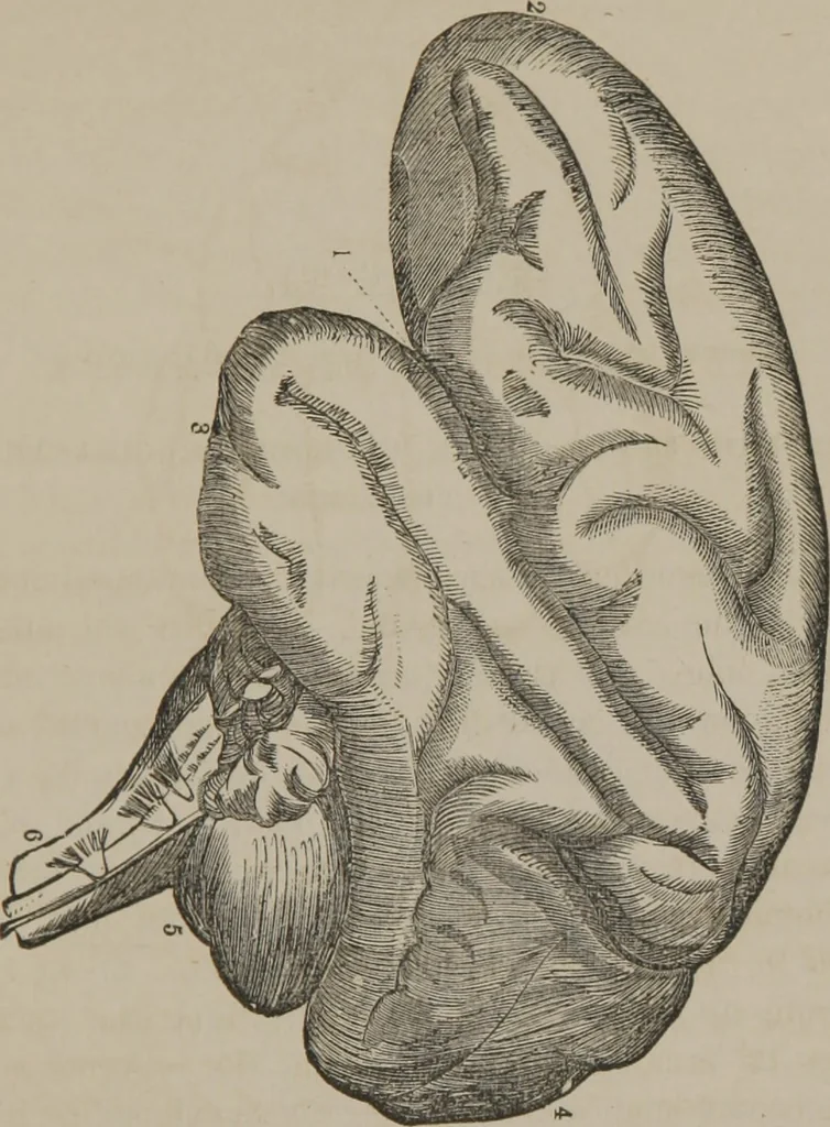 An illustration from The mysteries of human nature explained by a new system of nervous physiology : to which is added, a review of the errors of spiritualism, and instructions for developing or resisting the influence by which subjects and mediums are made, 1857, leaf 150