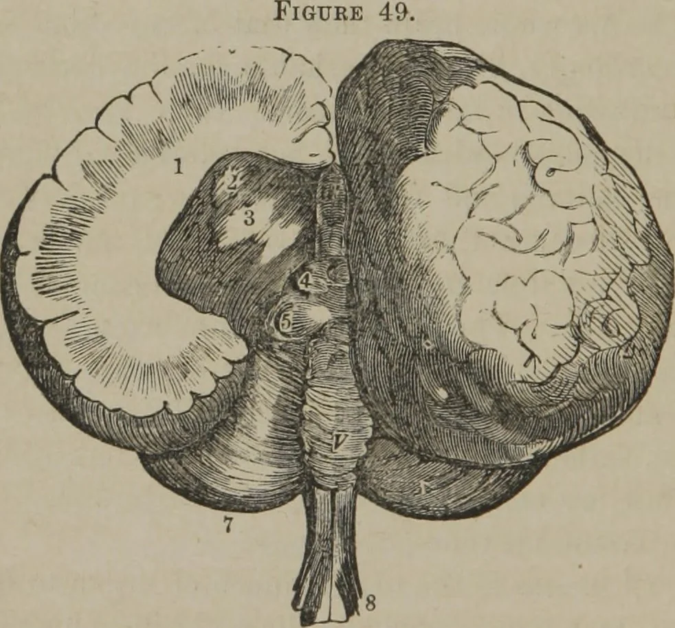 An illustration from The mysteries of human nature explained by a new system of nervous physiology : to which is added, a review of the errors of spiritualism, and instructions for developing or resisting the influence by which subjects and mediums are made, 1857, leaf 175