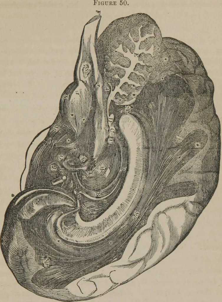 An illustration from The mysteries of human nature explained by a new system of nervous physiology : to which is added, a review of the errors of spiritualism, and instructions for developing or resisting the influence by which subjects and mediums are made, 1857, leaf 182