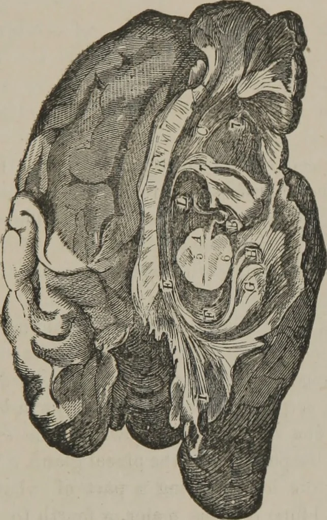 An illustration from The mysteries of human nature explained by a new system of nervous physiology : to which is added, a review of the errors of spiritualism, and instructions for developing or resisting the influence by which subjects and mediums are made, 1857, leaf 194