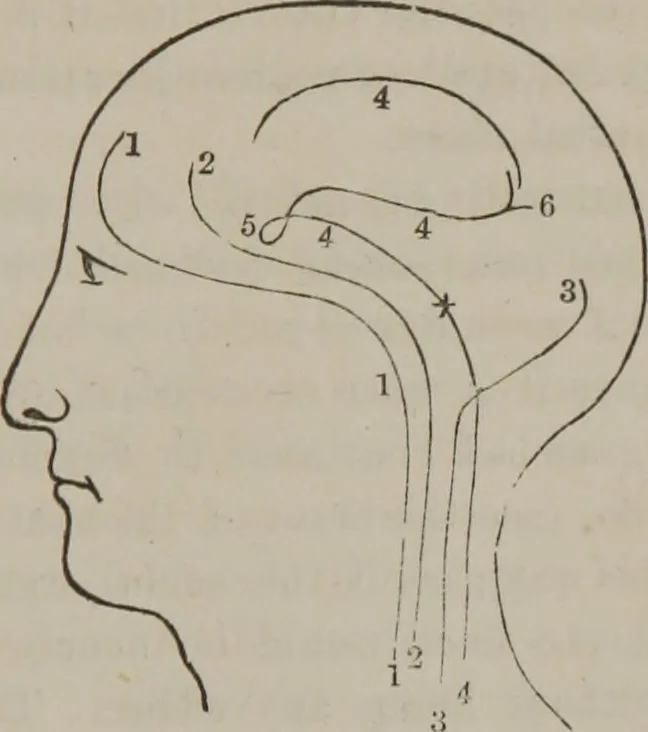 An illustration from The mysteries of human nature explained by a new system of nervous physiology : to which is added, a review of the errors of spiritualism, and instructions for developing or resisting the influence by which subjects and mediums are made, 1857, leaf 198
