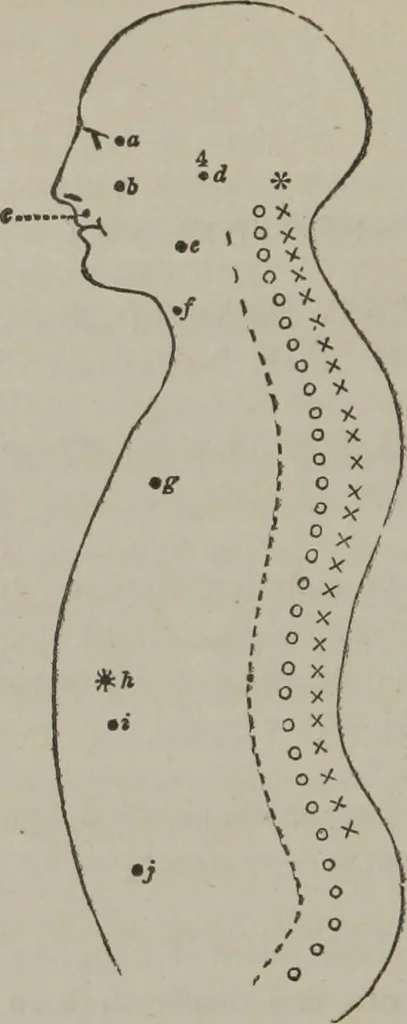 An illustration from The mysteries of human nature explained by a new system of nervous physiology : to which is added, a review of the errors of spiritualism, and instructions for developing or resisting the influence by which subjects and mediums are made, 1857, leaf 201