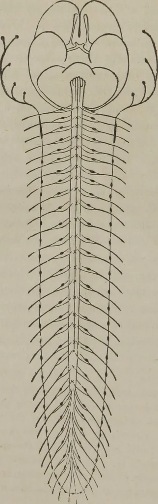 An illustration from The mysteries of human nature explained by a new system of nervous physiology : to which is added, a review of the errors of spiritualism, and instructions for developing or resisting the influence by which subjects and mediums are made, 1857, leaf 205