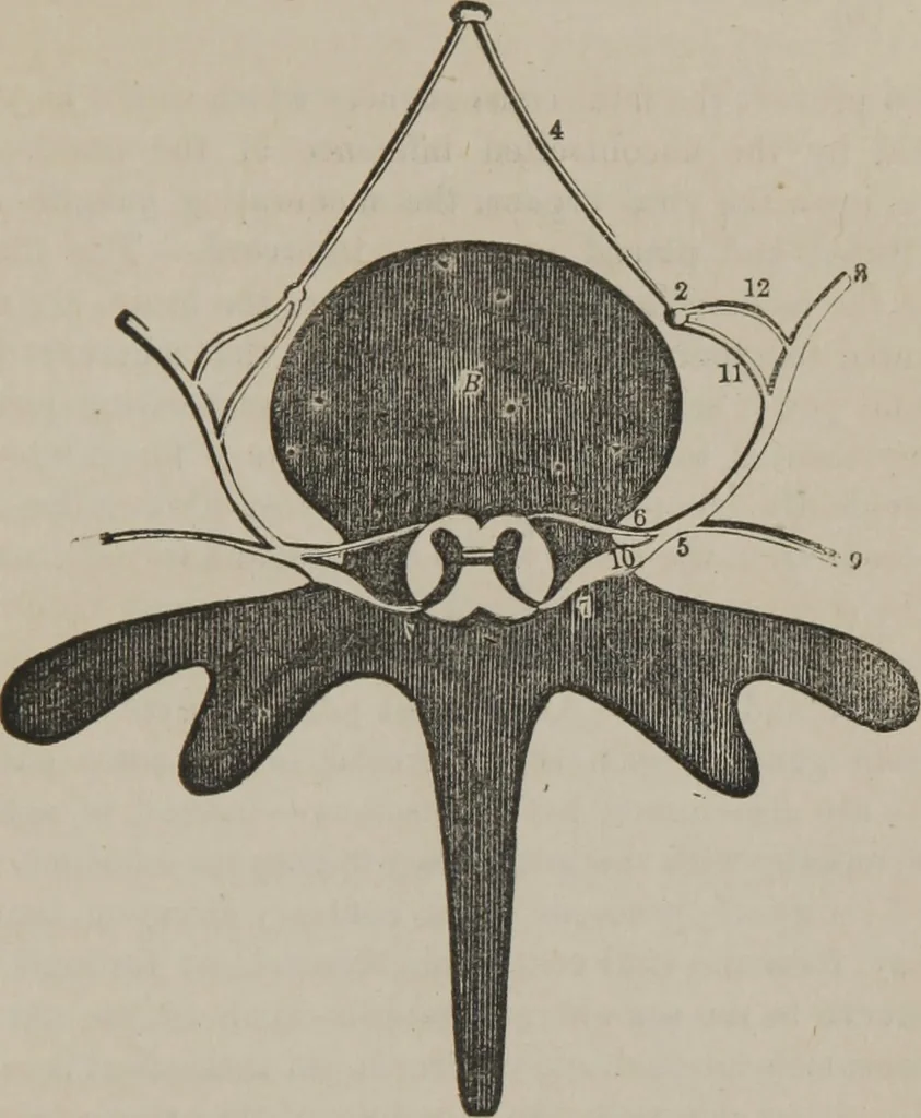 An illustration from The mysteries of human nature explained by a new system of nervous physiology : to which is added, a review of the errors of spiritualism, and instructions for developing or resisting the influence by which subjects and mediums are made, 1857, leaf 206