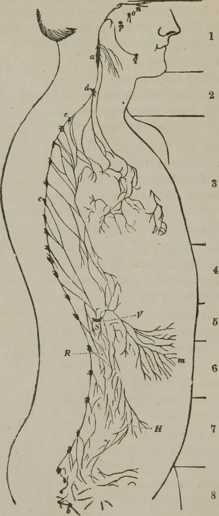 An illustration from The mysteries of human nature explained by a new system of nervous physiology : to which is added, a review of the errors of spiritualism, and instructions for developing or resisting the influence by which subjects and mediums are made, 1857, leaf 217