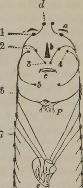An illustration from The mysteries of human nature explained by a new system of nervous physiology : to which is added, a review of the errors of spiritualism, and instructions for developing or resisting the influence by which subjects and mediums are made, 1857, leaf 219