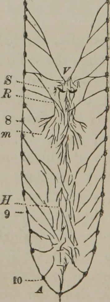 An illustration from The mysteries of human nature explained by a new system of nervous physiology : to which is added, a review of the errors of spiritualism, and instructions for developing or resisting the influence by which subjects and mediums are made, 1857, leaf 219