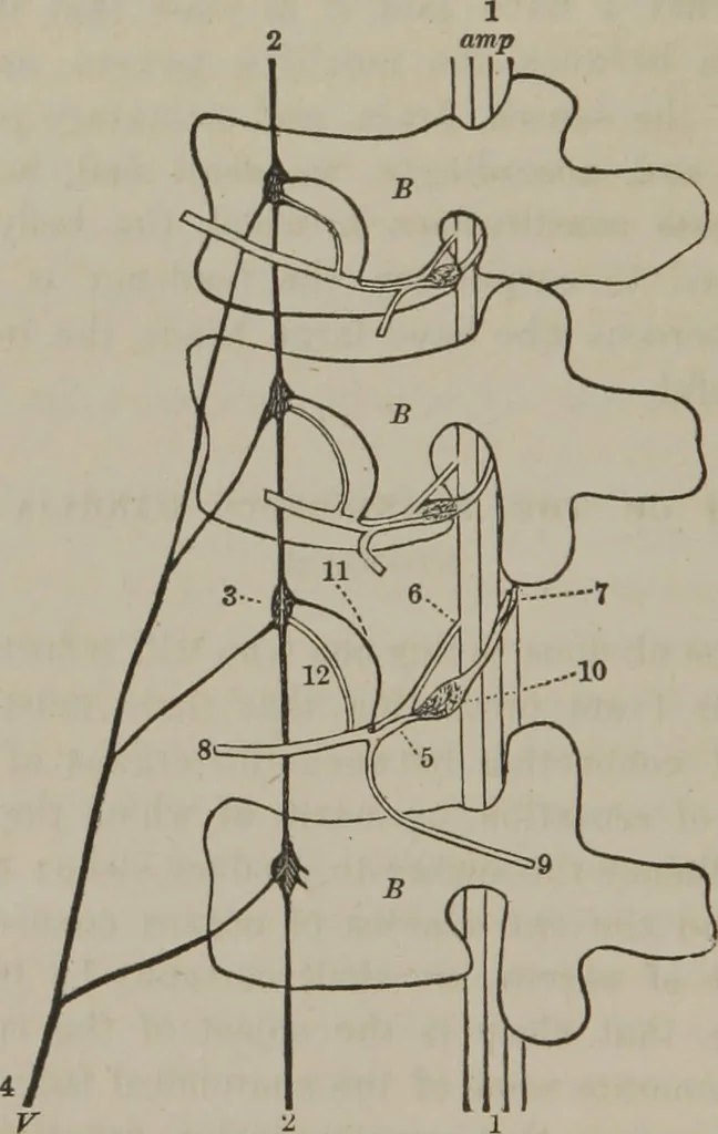 An illustration from The mysteries of human nature explained by a new system of nervous physiology : to which is added, a review of the errors of spiritualism, and instructions for developing or resisting the influence by which subjects and mediums are made, 1857, leaf 247