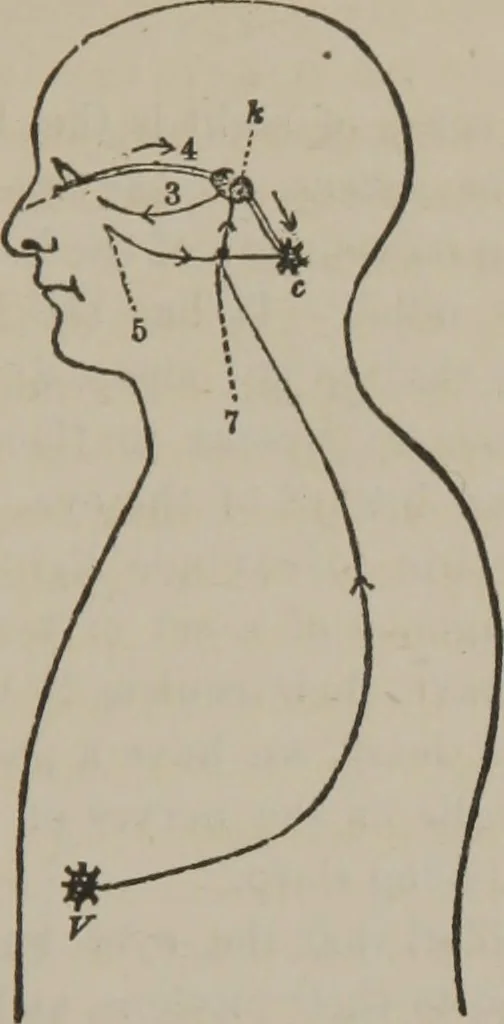 An illustration from The mysteries of human nature explained by a new system of nervous physiology : to which is added, a review of the errors of spiritualism, and instructions for developing or resisting the influence by which subjects and mediums are made, 1857, leaf 250