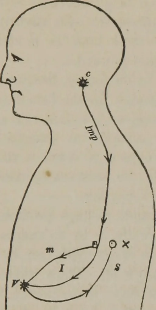 An illustration from The mysteries of human nature explained by a new system of nervous physiology : to which is added, a review of the errors of spiritualism, and instructions for developing or resisting the influence by which subjects and mediums are made, 1857, leaf 252