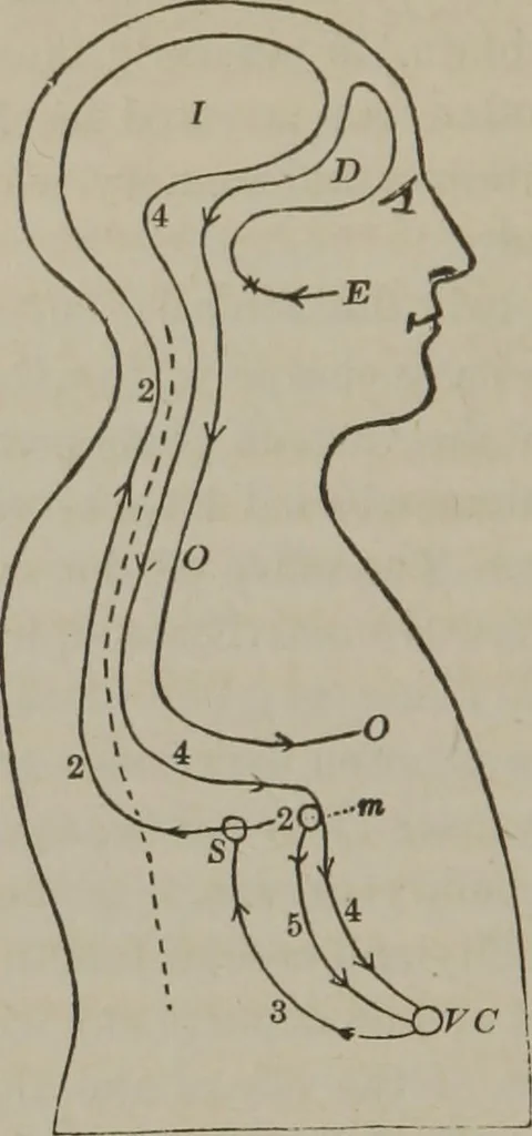 An illustration from The mysteries of human nature explained by a new system of nervous physiology : to which is added, a review of the errors of spiritualism, and instructions for developing or resisting the influence by which subjects and mediums are made, 1857, leaf 257