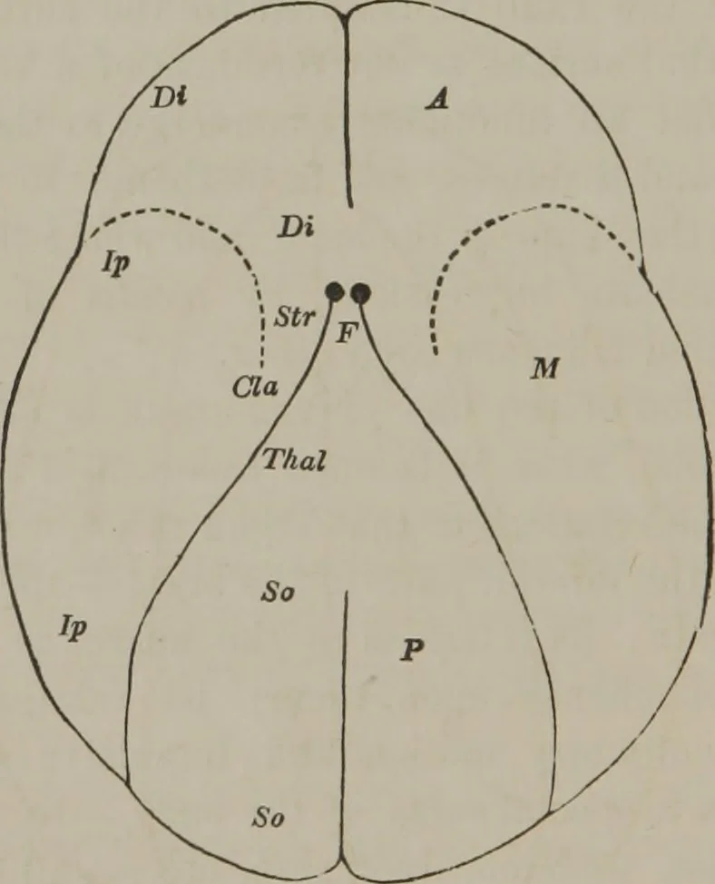 An illustration from The mysteries of human nature explained by a new system of nervous physiology : to which is added, a review of the errors of spiritualism, and instructions for developing or resisting the influence by which subjects and mediums are made, 1857, leaf 275