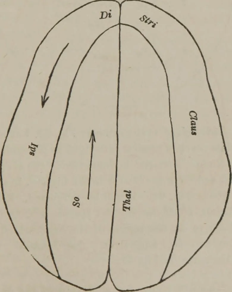 An illustration from The mysteries of human nature explained by a new system of nervous physiology : to which is added, a review of the errors of spiritualism, and instructions for developing or resisting the influence by which subjects and mediums are made, 1857, leaf 276