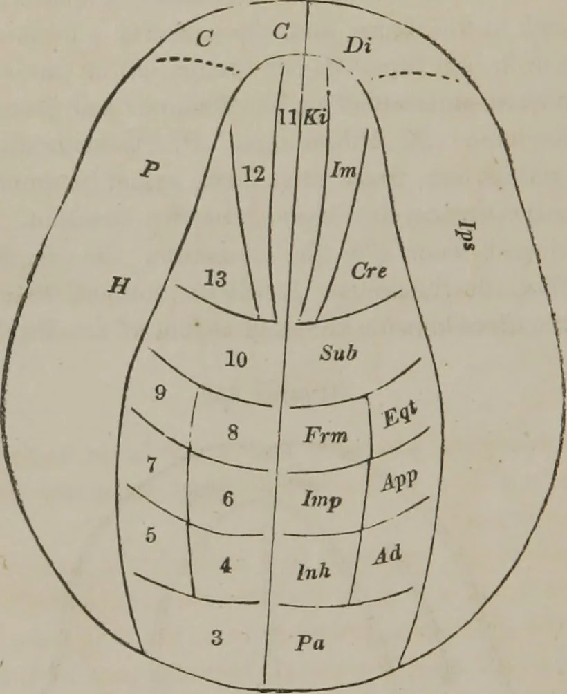 An illustration from The mysteries of human nature explained by a new system of nervous physiology : to which is added, a review of the errors of spiritualism, and instructions for developing or resisting the influence by which subjects and mediums are made, 1857, leaf 277