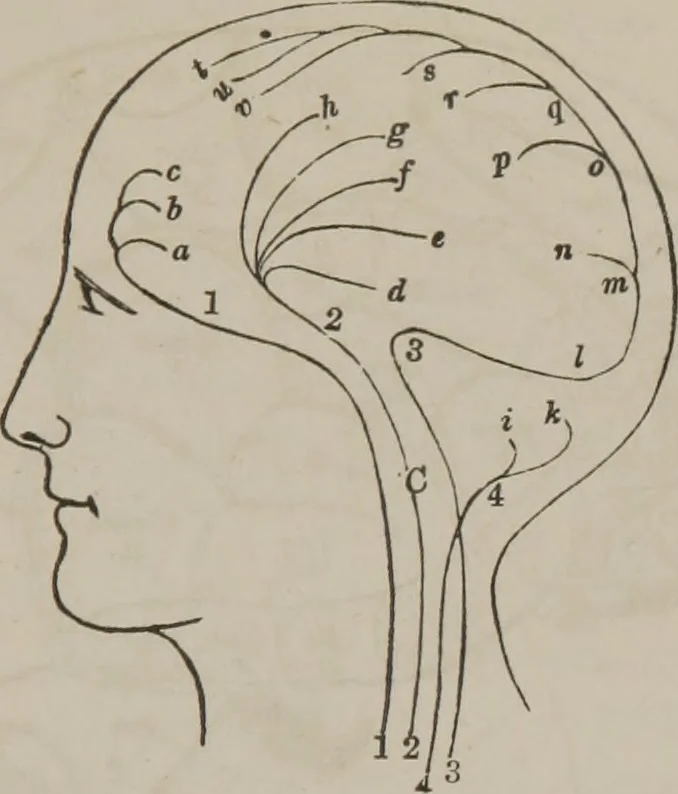 An illustration from The mysteries of human nature explained by a new system of nervous physiology : to which is added, a review of the errors of spiritualism, and instructions for developing or resisting the influence by which subjects and mediums are made, 1857, leaf 278