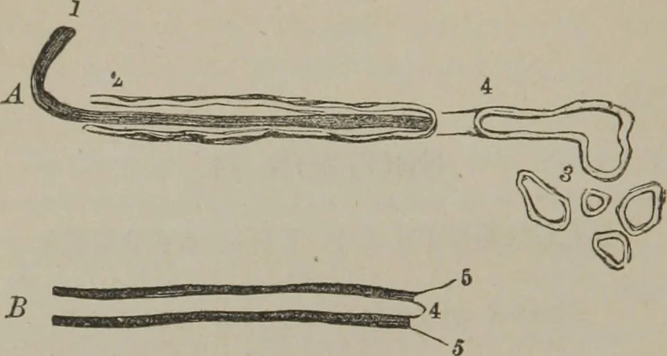 An illustration from The mysteries of human nature explained by a new system of nervous physiology : to which is added, a review of the errors of spiritualism, and instructions for developing or resisting the influence by which subjects and mediums are made, 1857, leaf 47