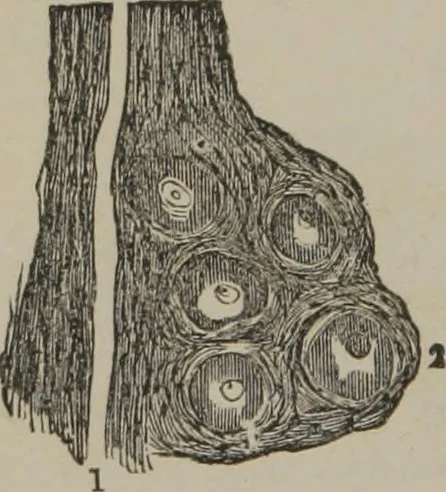 An illustration from The mysteries of human nature explained by a new system of nervous physiology : to which is added, a review of the errors of spiritualism, and instructions for developing or resisting the influence by which subjects and mediums are made, 1857, leaf 49