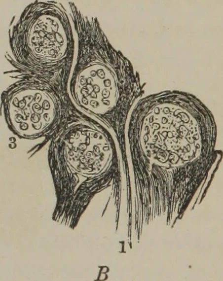 An illustration from The mysteries of human nature explained by a new system of nervous physiology : to which is added, a review of the errors of spiritualism, and instructions for developing or resisting the influence by which subjects and mediums are made, 1857, leaf 49