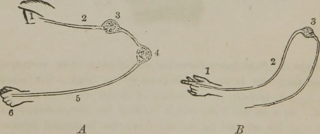 An illustration from The mysteries of human nature explained by a new system of nervous physiology : to which is added, a review of the errors of spiritualism, and instructions for developing or resisting the influence by which subjects and mediums are made, 1857, leaf 51