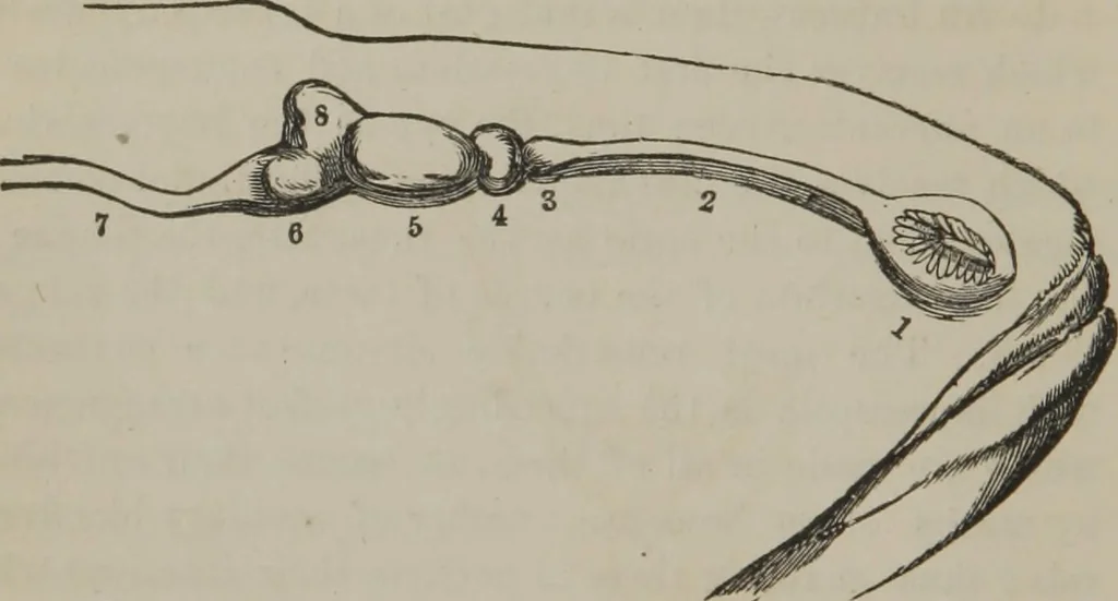 An illustration from The mysteries of human nature explained by a new system of nervous physiology : to which is added, a review of the errors of spiritualism, and instructions for developing or resisting the influence by which subjects and mediums are made, 1857, leaf 53