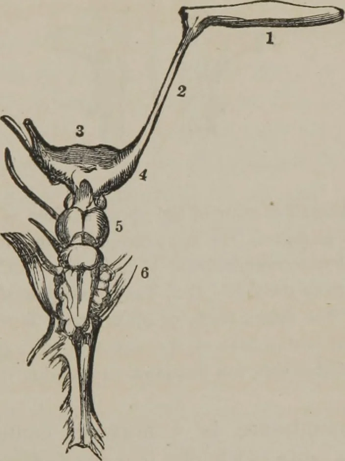 An illustration from The mysteries of human nature explained by a new system of nervous physiology : to which is added, a review of the errors of spiritualism, and instructions for developing or resisting the influence by which subjects and mediums are made, 1857, leaf 54