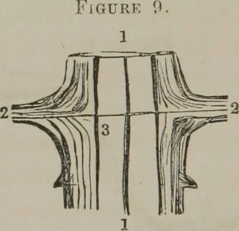 An illustration from The mysteries of human nature explained by a new system of nervous physiology : to which is added, a review of the errors of spiritualism, and instructions for developing or resisting the influence by which subjects and mediums are made, 1857, leaf 55