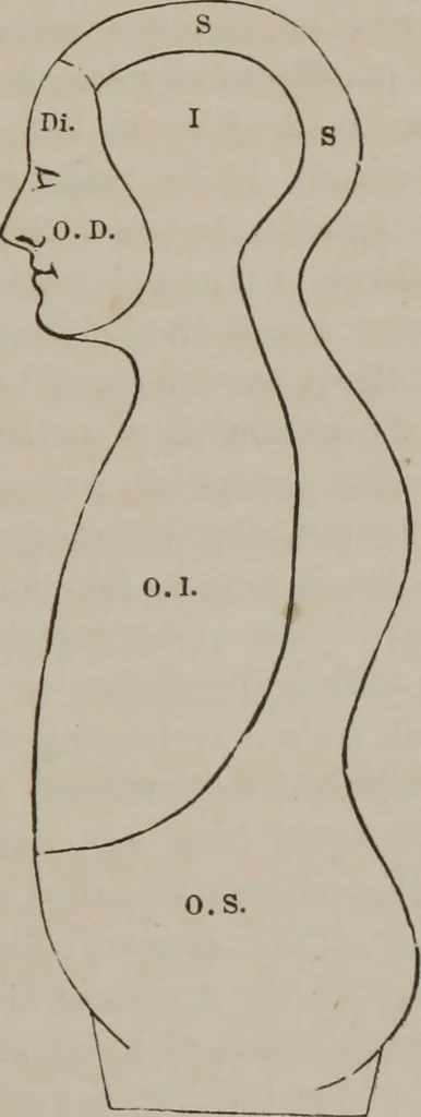 An illustration from The mysteries of human nature explained by a new system of nervous physiology : to which is added, a review of the errors of spiritualism, and instructions for developing or resisting the influence by which subjects and mediums are made, 1857, leaf 66