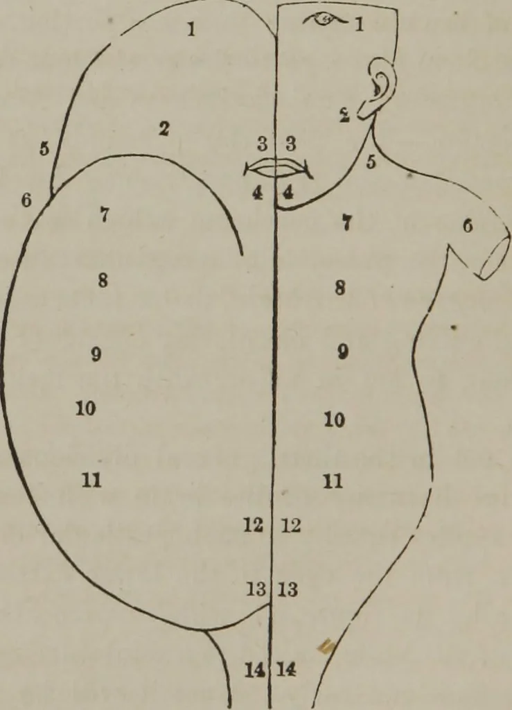 An illustration from The mysteries of human nature explained by a new system of nervous physiology : to which is added, a review of the errors of spiritualism, and instructions for developing or resisting the influence by which subjects and mediums are made, 1857, leaf 69