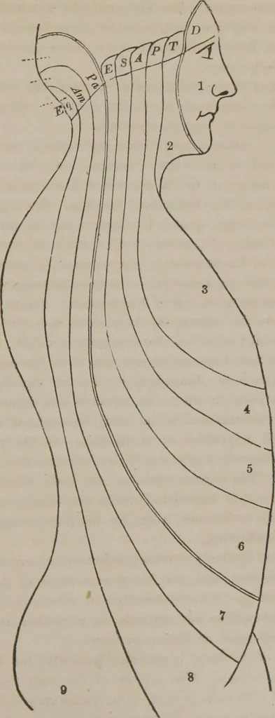 An illustration from The mysteries of human nature explained by a new system of nervous physiology : to which is added, a review of the errors of spiritualism, and instructions for developing or resisting the influence by which subjects and mediums are made, 1857, leaf 72