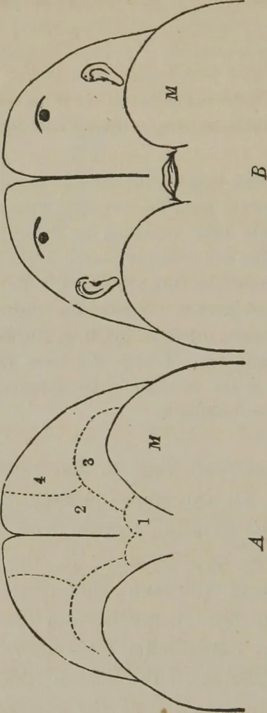 An illustration from The mysteries of human nature explained by a new system of nervous physiology : to which is added, a review of the errors of spiritualism, and instructions for developing or resisting the influence by which subjects and mediums are made, 1857, leaf 79